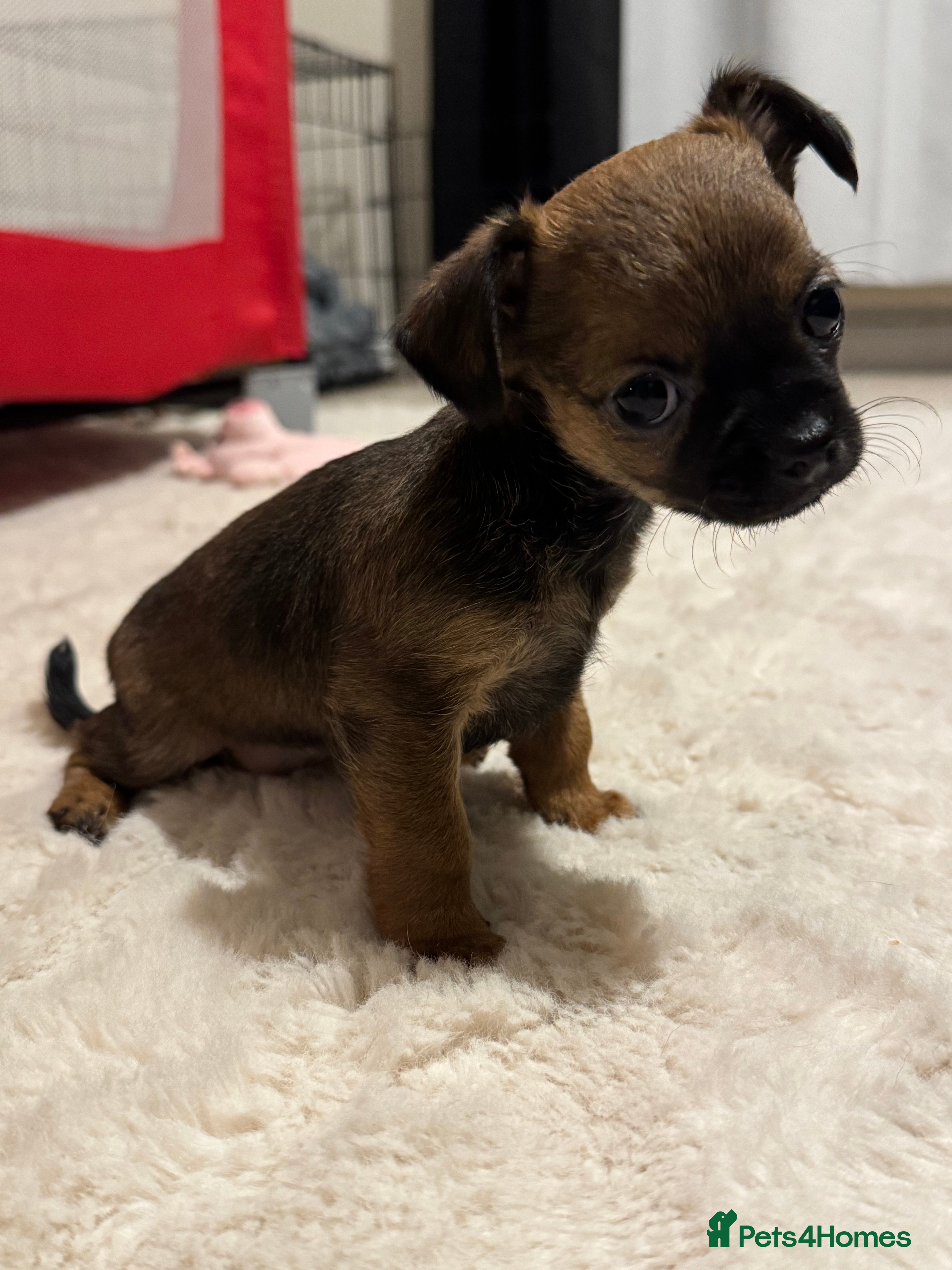Chorkie dogs ONE gorgeous wee chorkie left-female - Advert 2