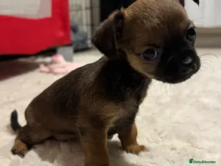 Chorkie dogs ONE gorgeous wee chorkie left-female - Advert 2