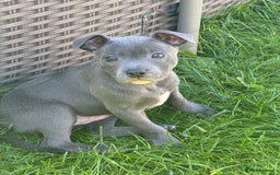 Staffordshire Bull Terrier dogs for sale: Blue Staffordshire Bullterrier  - Image 7