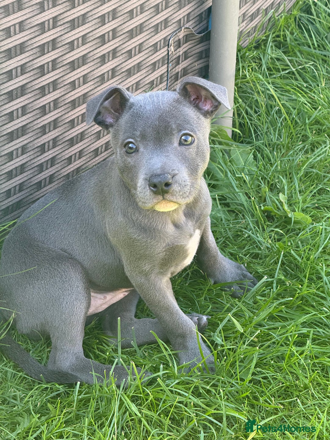 Staffordshire Bull Terrier dogs for sale: Blue Staffordshire Bullterrier  - Image 7