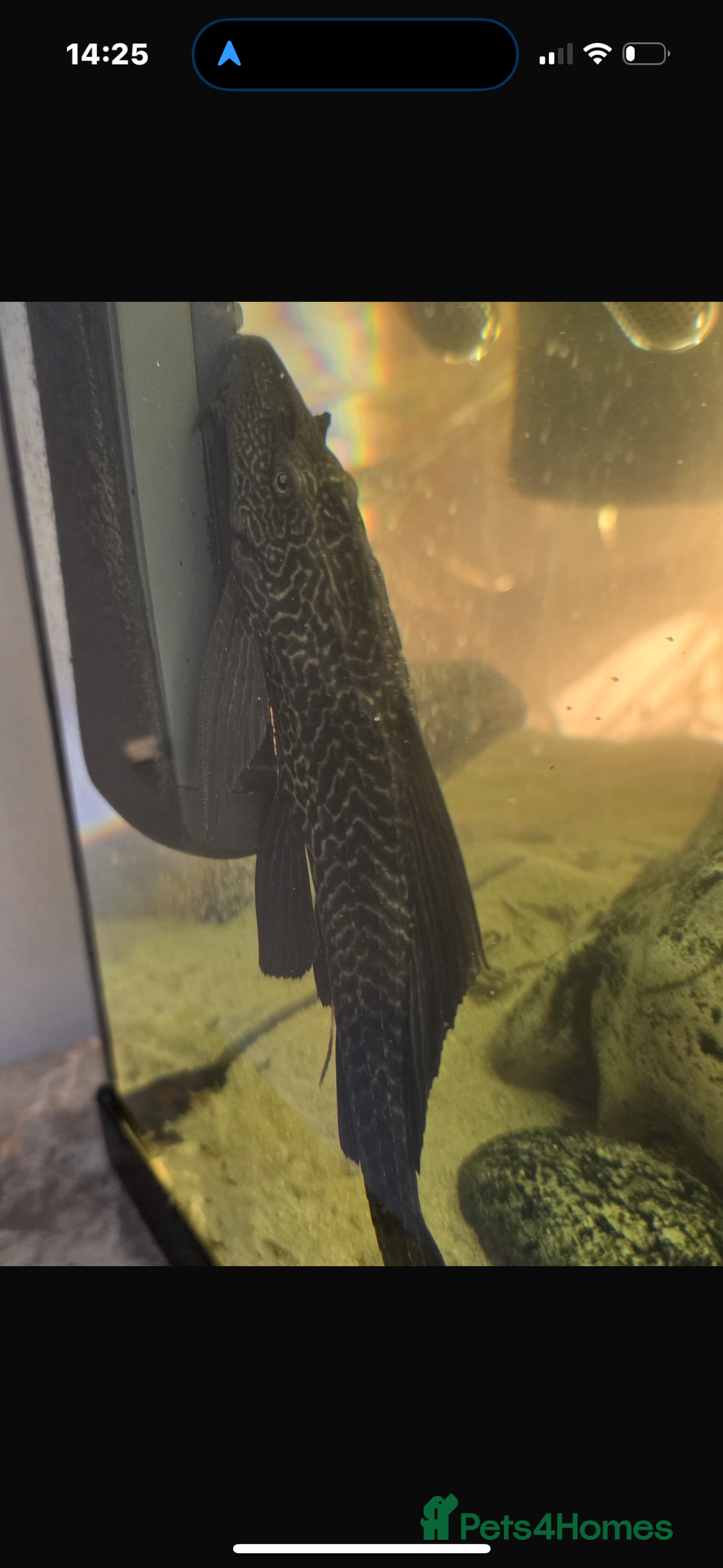 Plecos fish for sale: Albino and Black plecos need new home - Image 3