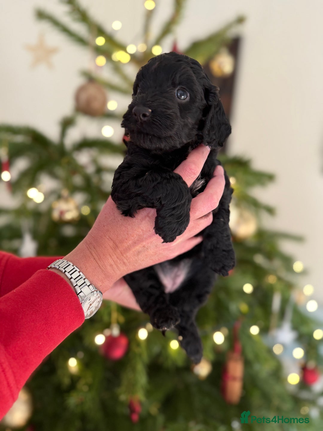 Cockapoo dogs for sale: Beautiful Merle & Black F2 Cockapoo puppies  - Advert 8