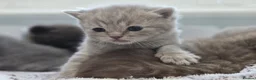 British Shorthair cats for sale: Gorgeous British Shorthair kittens Cute & Adorable - Advert 9