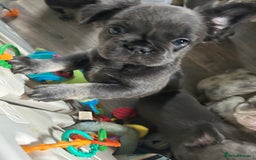 French Bulldog dogs for sale: 🐾Ready now 🔥Fluffy French bulldogs🔥🐾 in Rotherham - Image 10