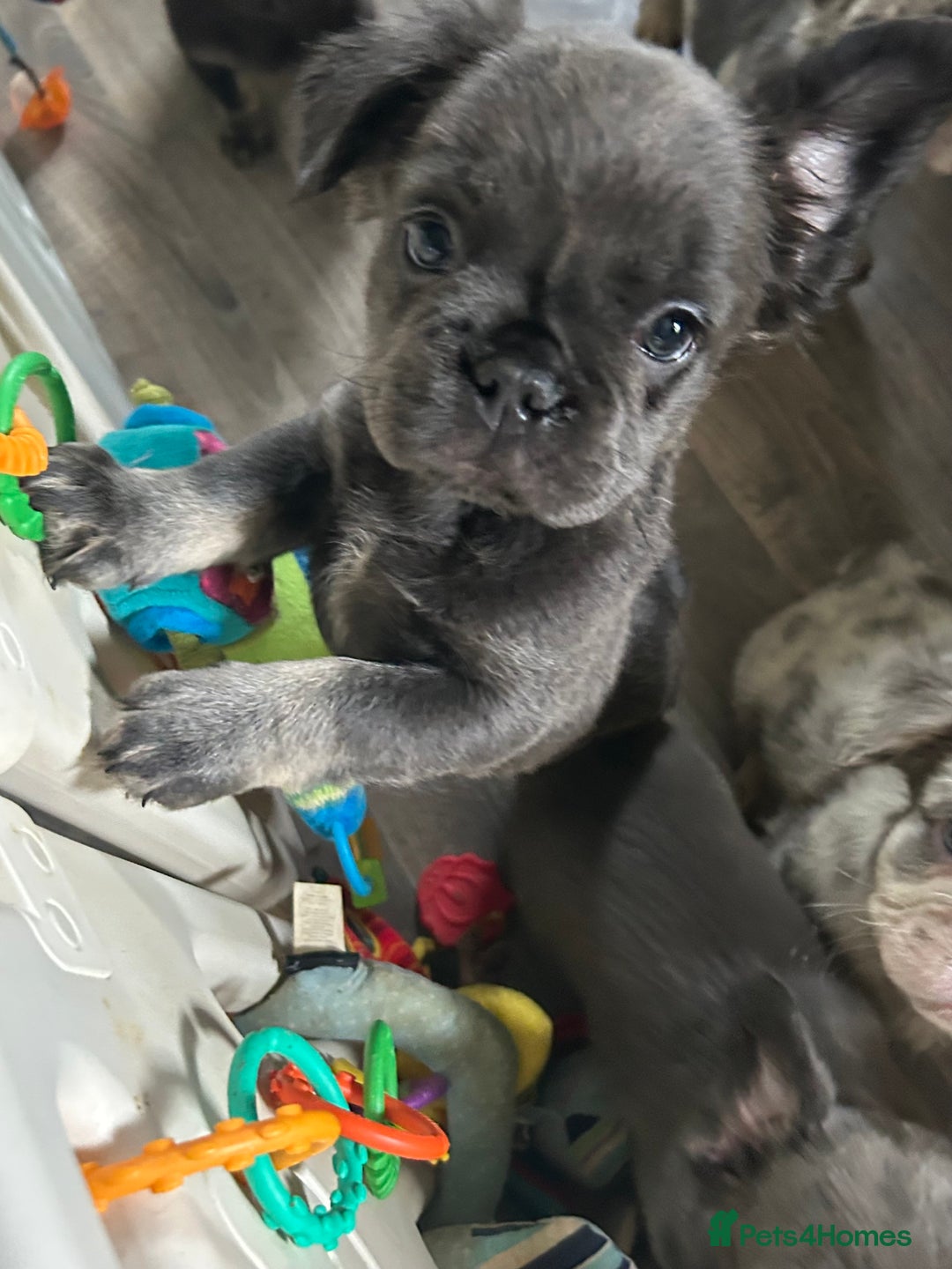 French Bulldog dogs for sale: 🐾Ready now 🔥Fluffy French bulldogs🔥🐾 in Rotherham - Image 10