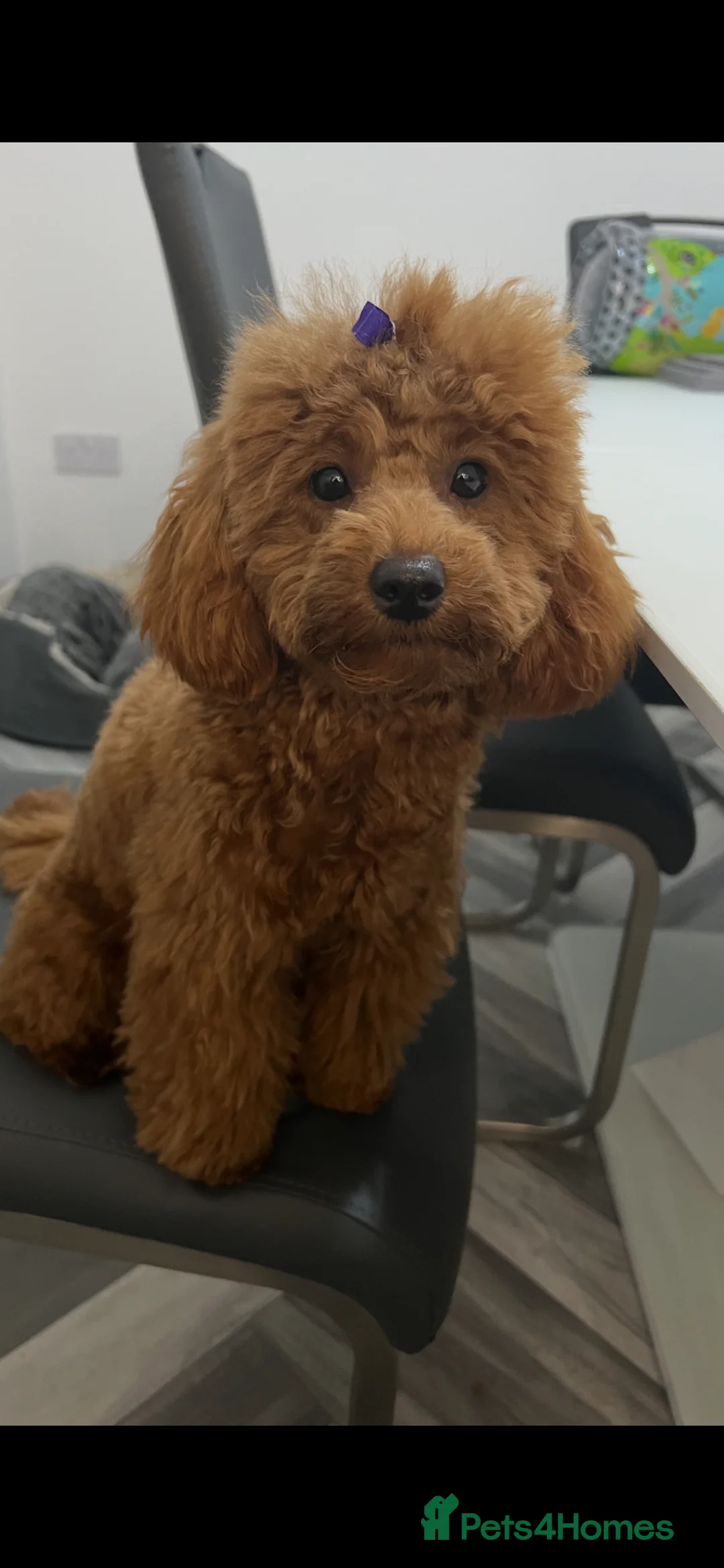 Toy Poodle dogs for sale:  KC Beautiful Red Toy poodle puppies 1 available  - Advert 22