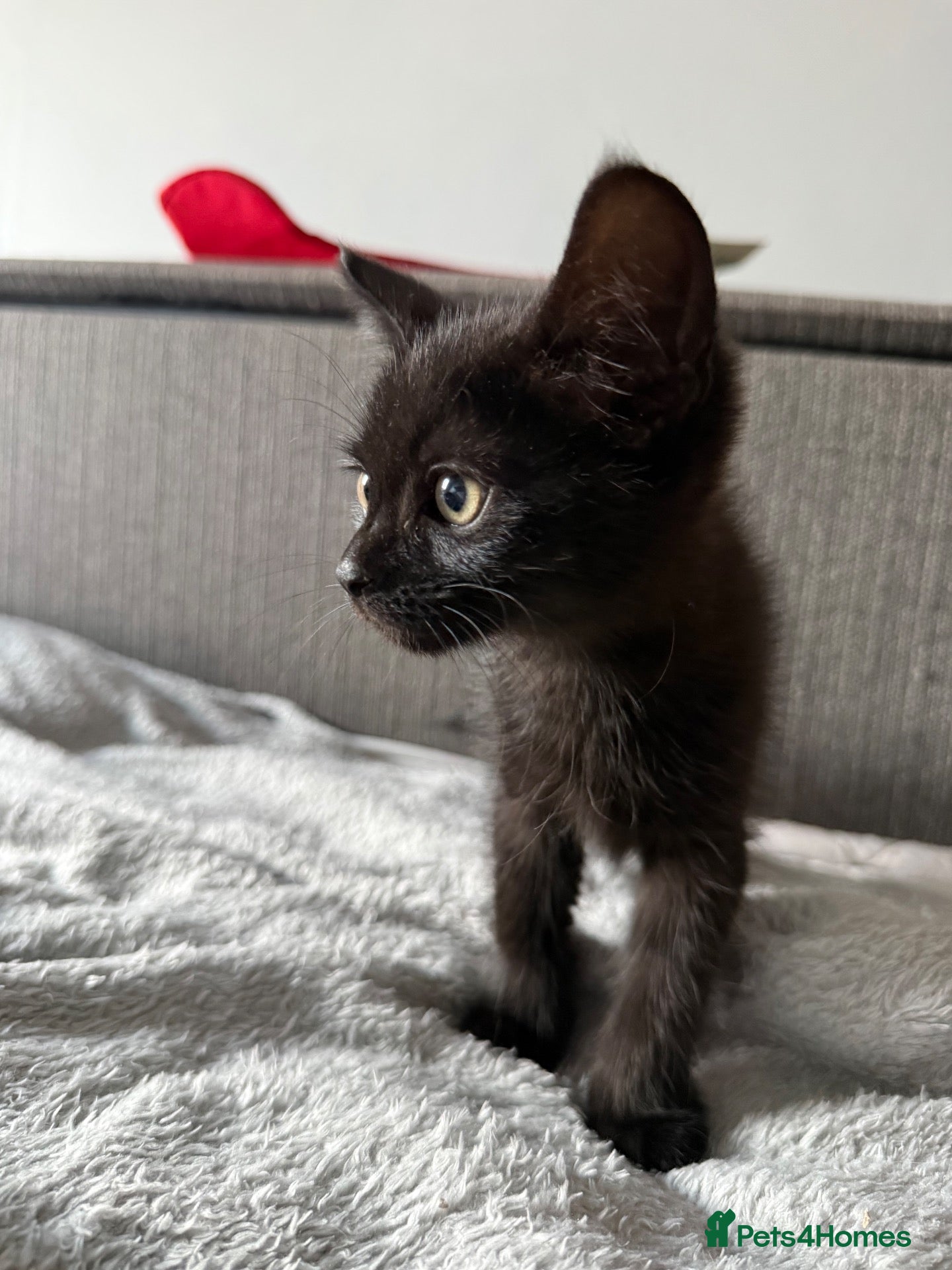 Domestic Shorthair cats for sale: 1 gorgeous female domestic short hair  - Advert 1