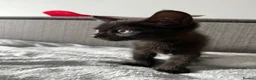 Domestic Shorthair cats for sale: 1 gorgeous female domestic short hair  - Advert 1