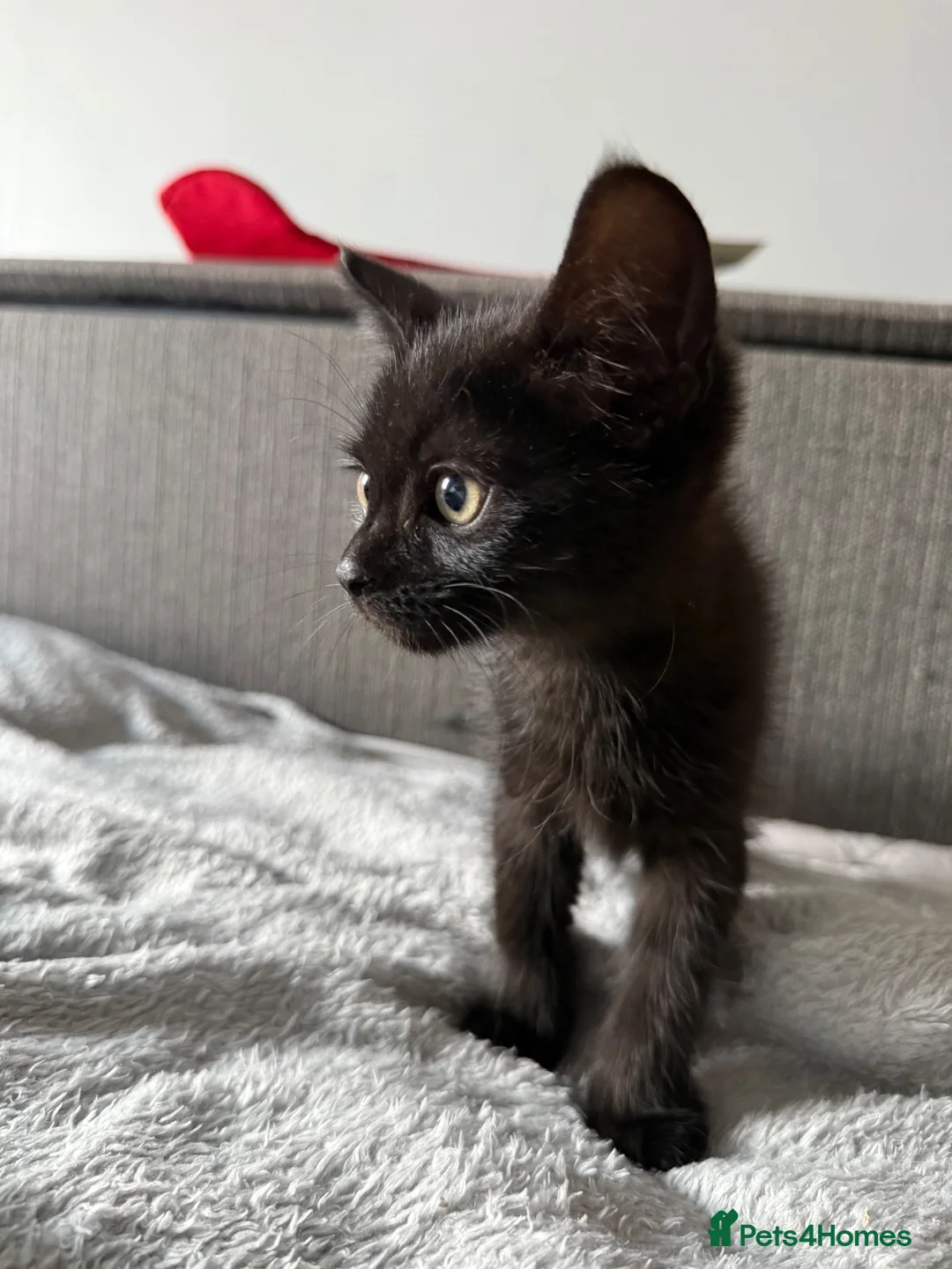 Domestic Shorthair cats for sale: 1 gorgeous female domestic short hair  - Advert 1
