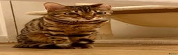 Bengal cats for sale: Beautiful 12-Month Female Bengal Cat for Sale - Advert 4