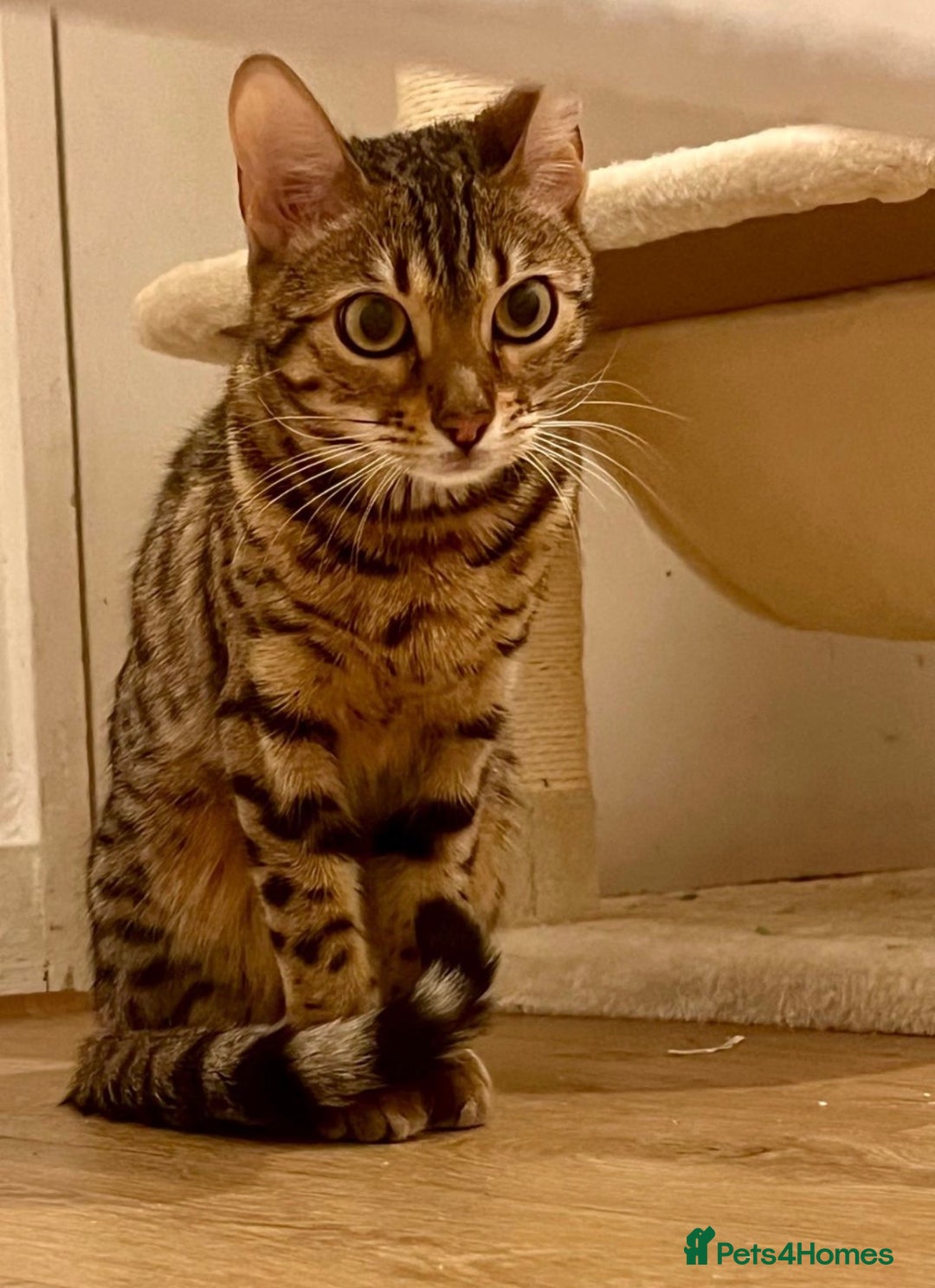 Bengal cats for sale: Beautiful 12-Month Female Bengal Cat for Sale - Advert 4
