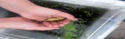 Goldfish fish for sale: Ten Gold fish 1-2 years old  in Chorley - Advert 6