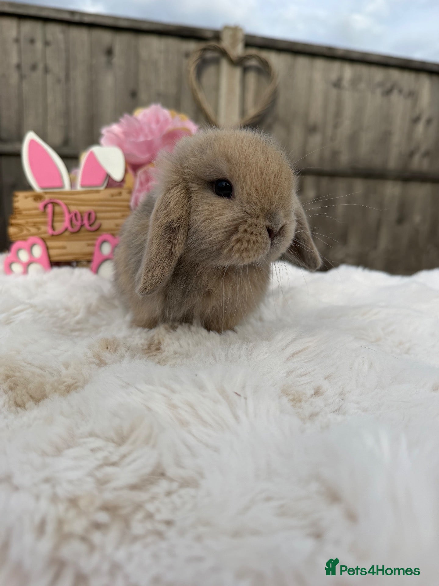 Mini Lop rabbits Gorgeous Mini Lops ready 22nd September - Advert 1