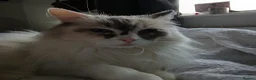 Ragdoll cats for sale: Tortie Ragdoll and Ragdoll x Turkish Angora  - Advert 8