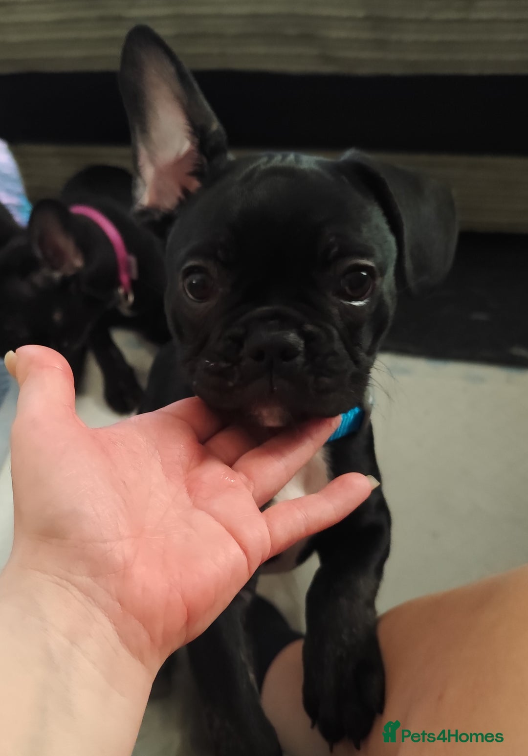 French Bulldog dogs for sale: French bulldog puppy READY TO LEAVE NOW - Advert 13