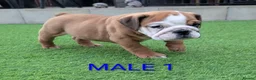 English Bulldog dogs for sale: Elite KC Red Bulldogs  - Advert 1