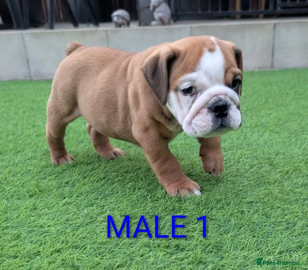 English Bulldog dogs for sale: Elite KC Red Bulldogs  - Advert 1