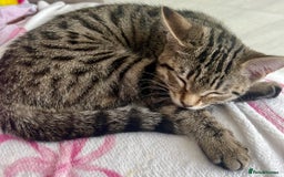 Bengal cats for sale: Gorgeous female bengal 6month old kitten for sale  - Image 3