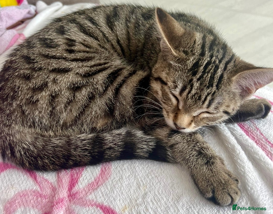 Bengal cats for sale: Gorgeous female bengal 6month old kitten for sale  - Image 3