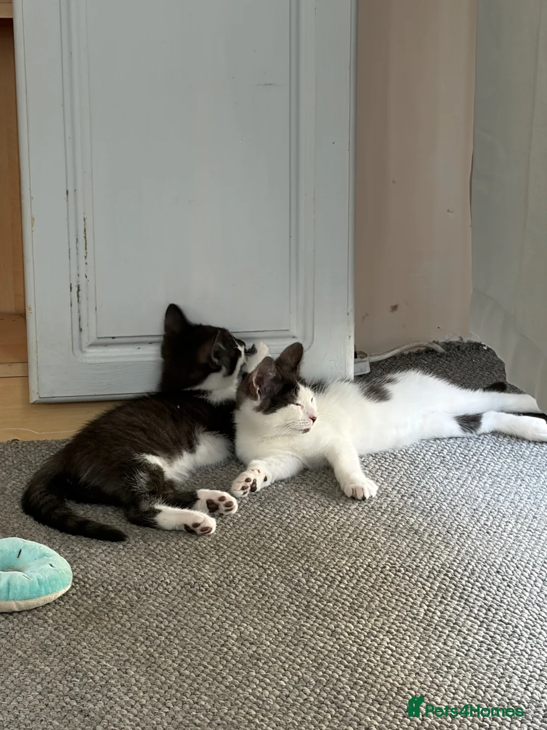 Mixed Breed cats for sale: A little boy for Rehoming  in Doncaster - Advert 2