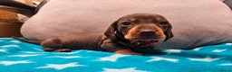 Miniature Dachshund dogs for sale: Beautiful KC Miniature Dachshund Puppies 🐾 - Advert 17