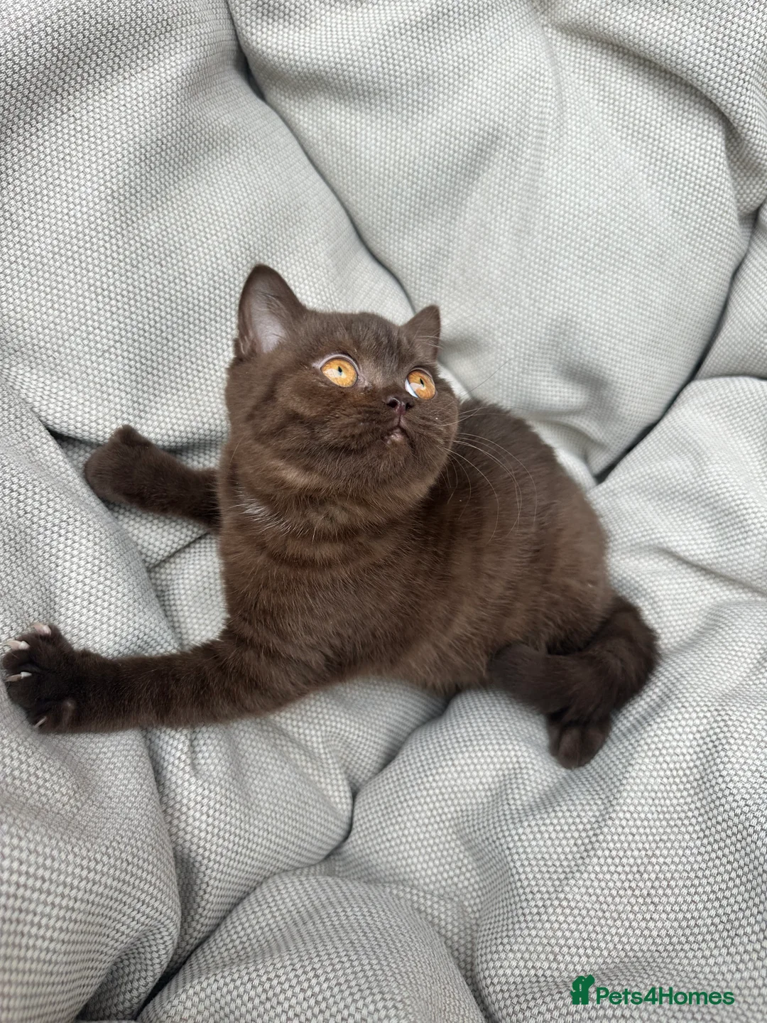 British Shorthair cats for sale: British Shorthair Chunky Chocolate Kittens🐻 - Advert 5