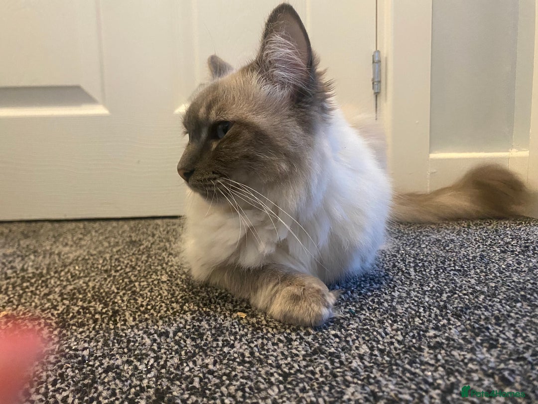 Ragdoll cats for sale: Lovely Ragdoll boy looking for forever home  - Advert 4