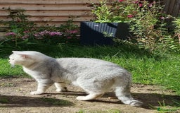 British Shorthair cats for stud: Silver Ticked Tabby British Shorthair GGCF Stud - Image 5