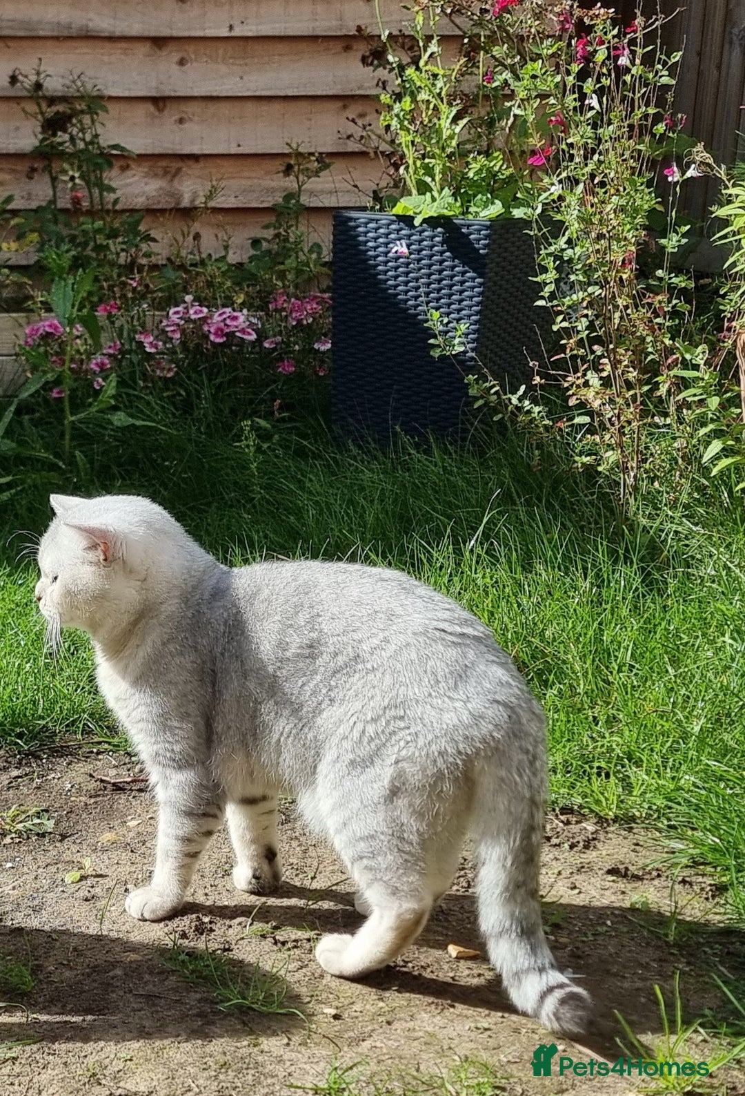 British Shorthair cats for stud: Silver Ticked Tabby British Shorthair GGCF Stud - Image 5