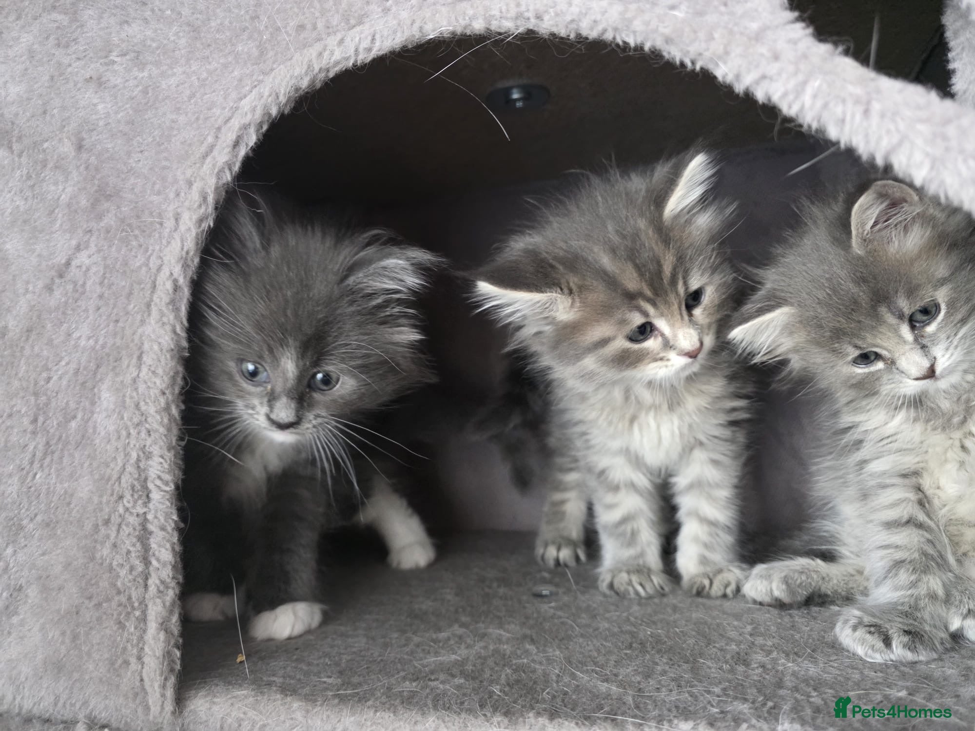 Maine Coon cats Gorgeous Maine coon litter - Advert 7