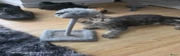 Maine Coon cats for sale: Ready now adorable maine coon Kittens 4bs & 1g - Advert 21