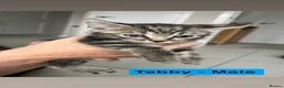 Domestic Shorthair cats for sale: Sociable Kittens - Advert 4