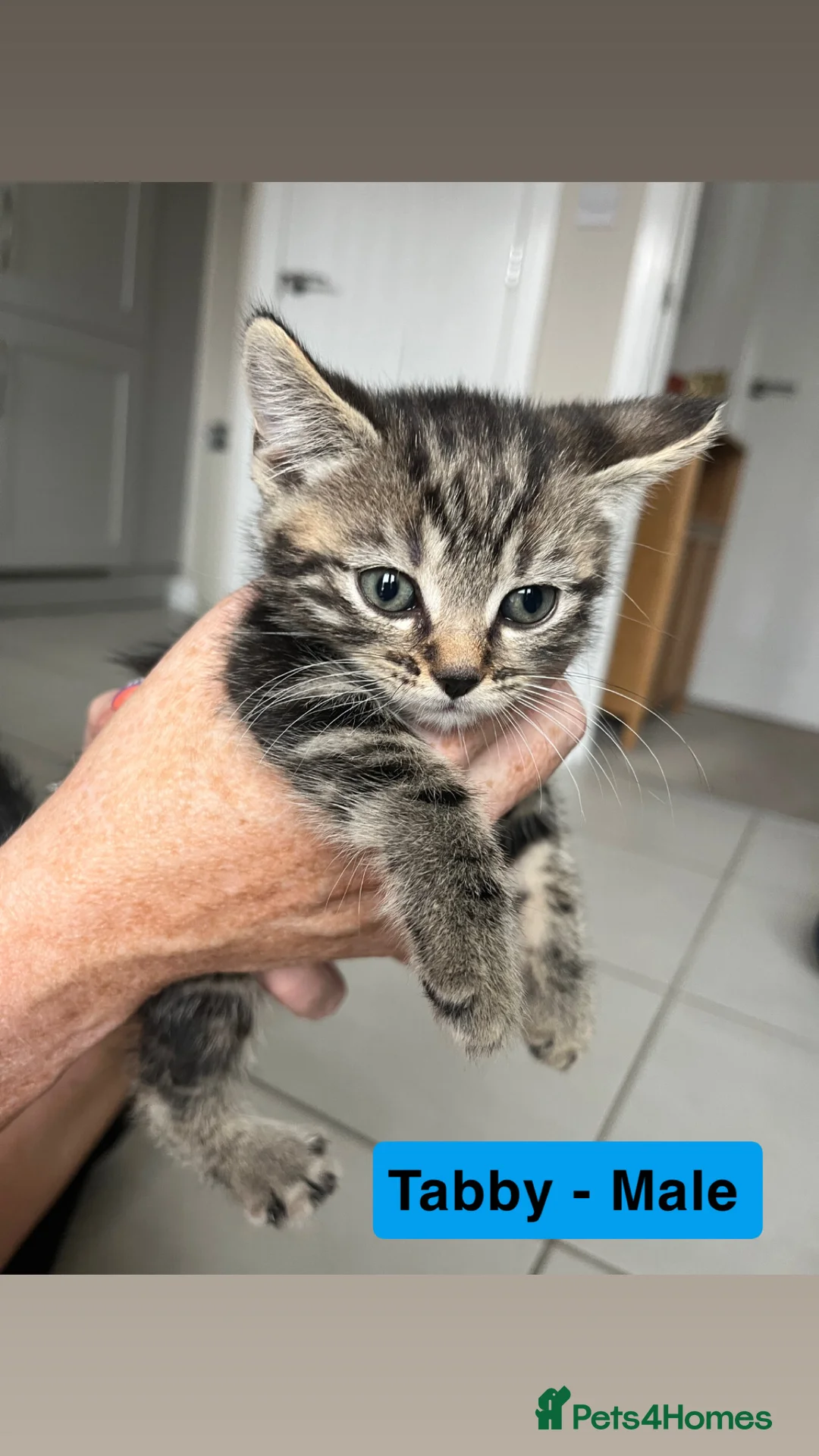 Domestic Shorthair cats for sale: Sociable Kittens - Advert 4