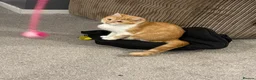 Mixed Breed cats for sale: Female cat looking for forever home  - Advert 2