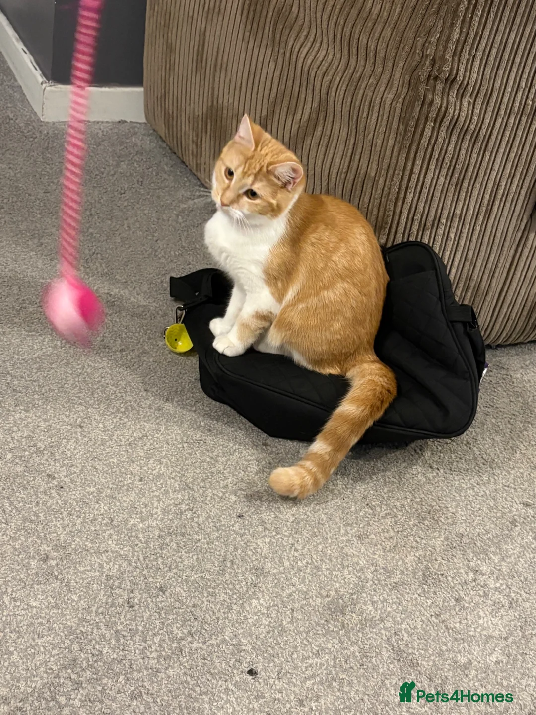 Mixed Breed cats for sale: Female cat looking for forever home  - Advert 2