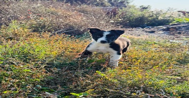 Border Collie dogs - Advert 11