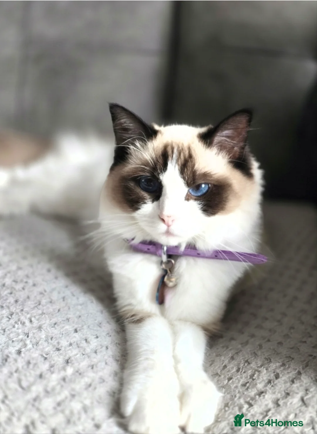 Ragdoll cats for sale: 2 ragdolls  - Advert 4