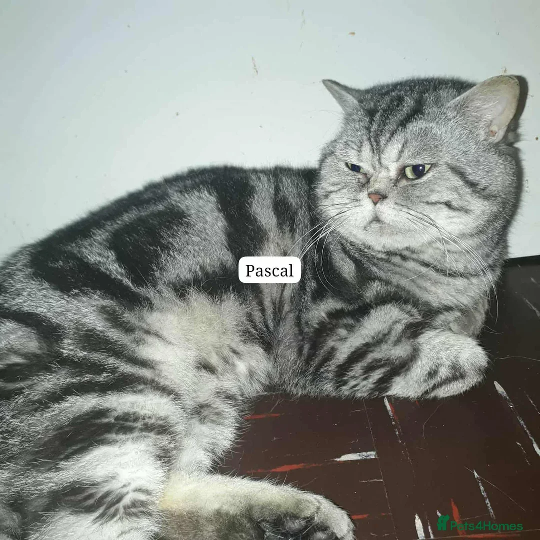 British Shorthair cats for sale: Bsh .Silver Tabby .As pets only. - Advert 2
