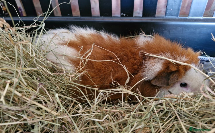 Guinea Pig rodents - Advert 1
