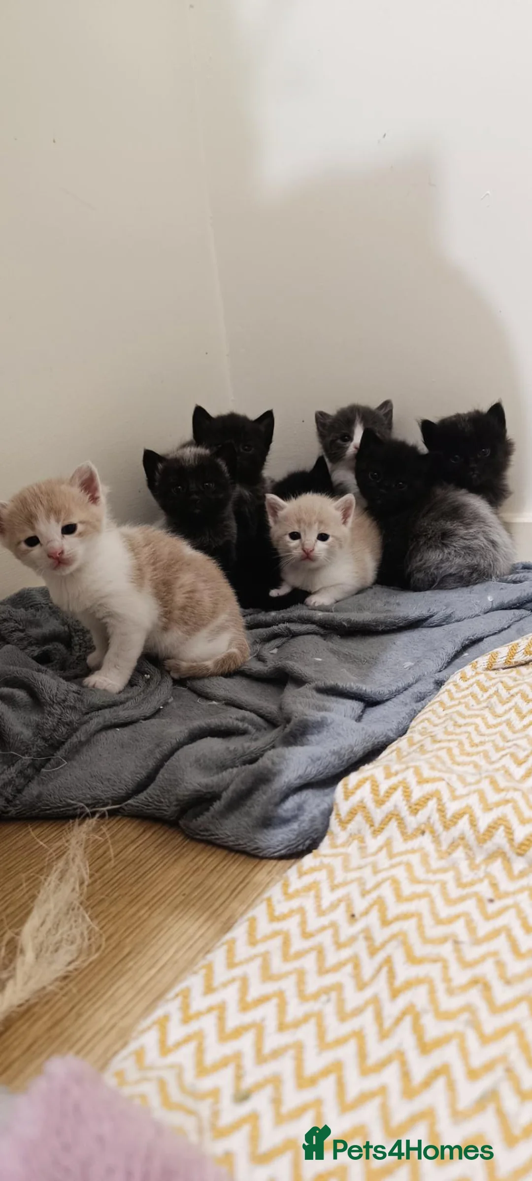Mixed Breed cats for sale: Half-Ragdoll Kittens for Sale 🐱 - Advert 2