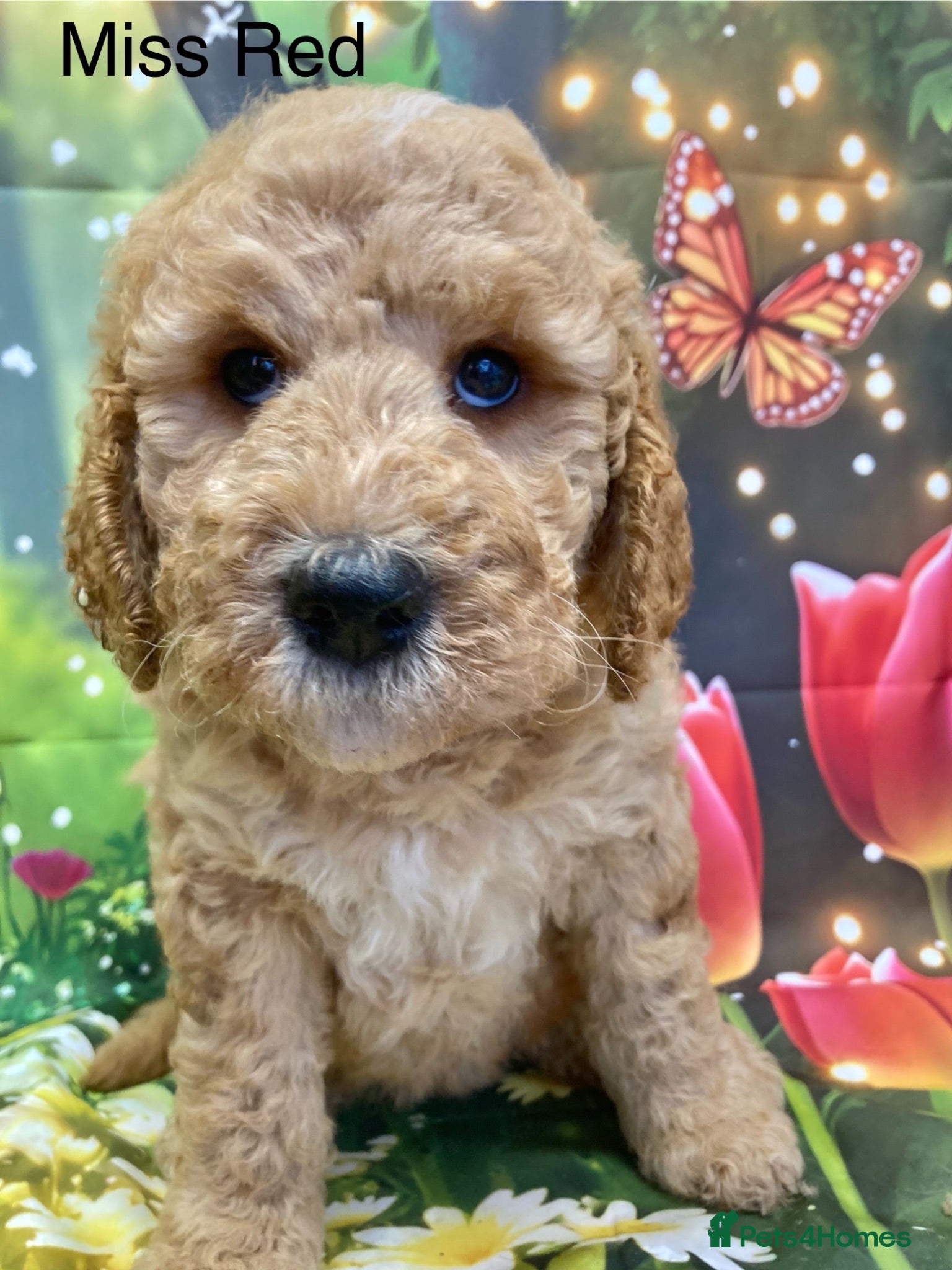 Labradoodle dogs Multigenerational Standard labradoodle puppies - Advert 2