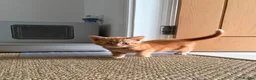Mixed Breed cats for sale: Beautiful Kittens for Sale - Advert 11