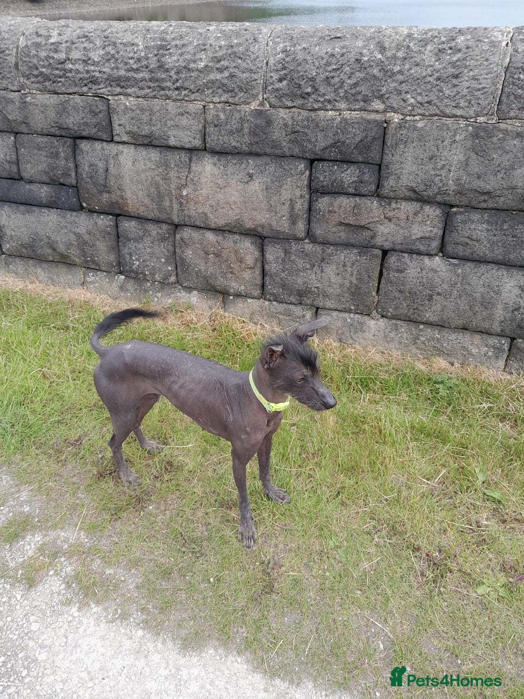 Mixed Breed dogs for sale: Darla 5 Yr old Chinese Crested x border collie - Advert 3