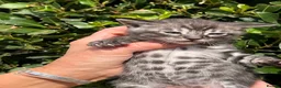 Bengal cats for sale: Rare Silver smoke Baby Bengals  in Stowmarket - Advert 24