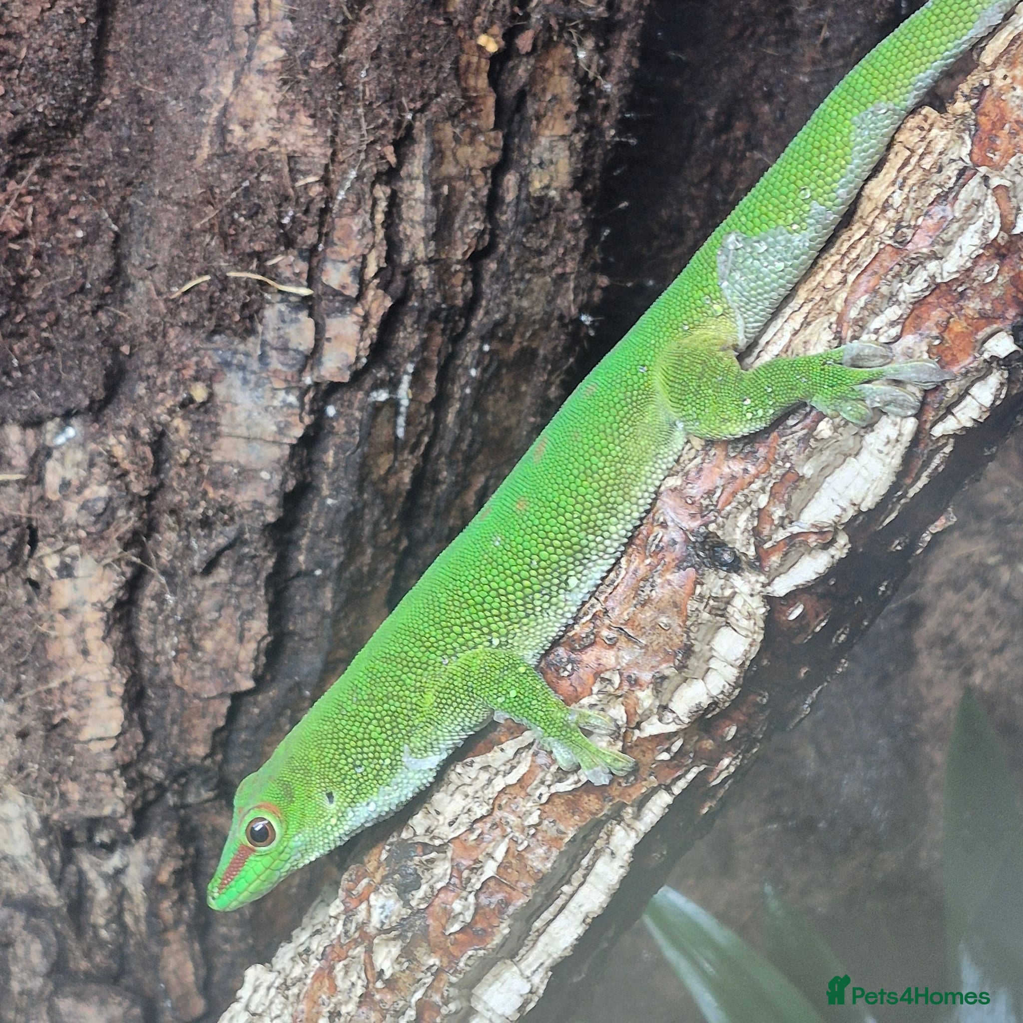 Gecko reptiles Phelsuma grandis gecko  - Advert 1