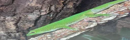 Gecko reptiles for sale: Phelsuma grandis gecko  in Southampton - Advert 1