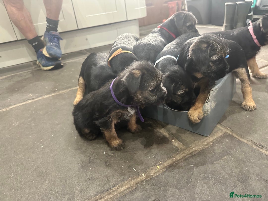 Border Terrier dogs for sale: Border Terrier Pups -Beautiful Pedigree  - Image 17