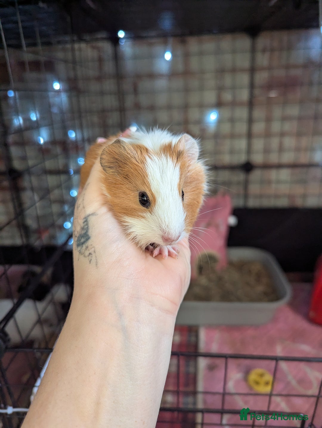 Guinea Pig rodents for sale: Baby guinea pigs  - Advert 7