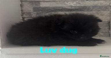 Pomeranian dogs - Advert 9