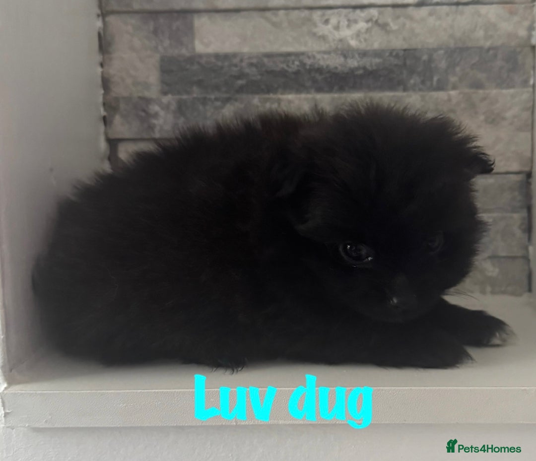 Pomeranian dogs for sale: 6 Pomeranian cherubs - Image 10